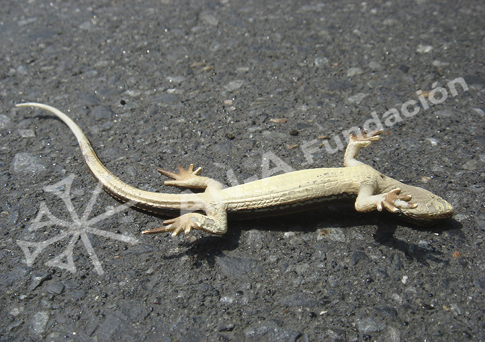 ” Lagarto “de Shökö HASHIMOTO en AN-A FUNDACIÓN