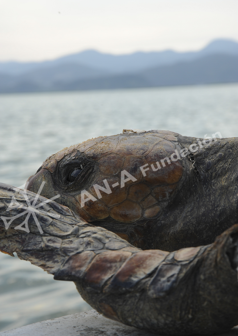 “Tortuga marina “de Shökö HASHIMOTO en AN-A FUNDACIÓN