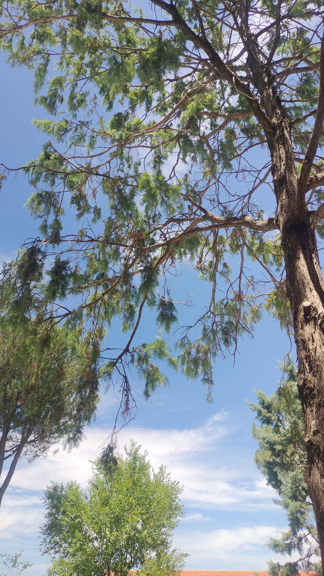 “Yo quiero un día bonito” en  LA VENTANA DE LA PALABRA